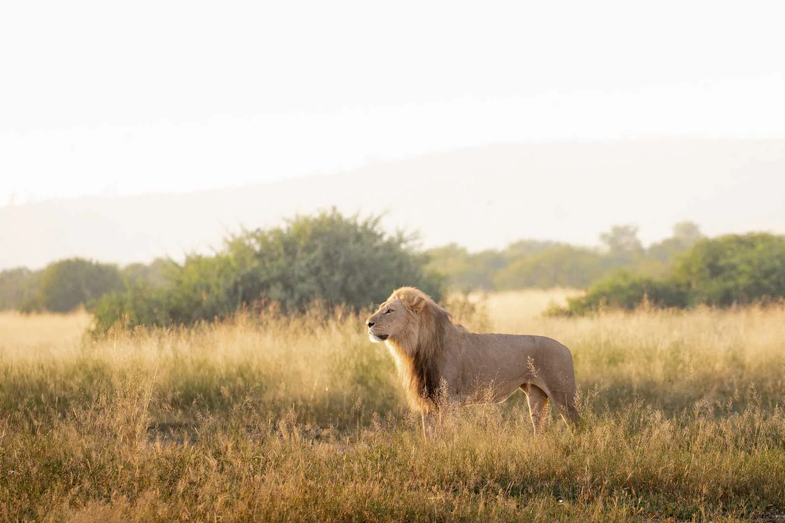 Savuti National Park
