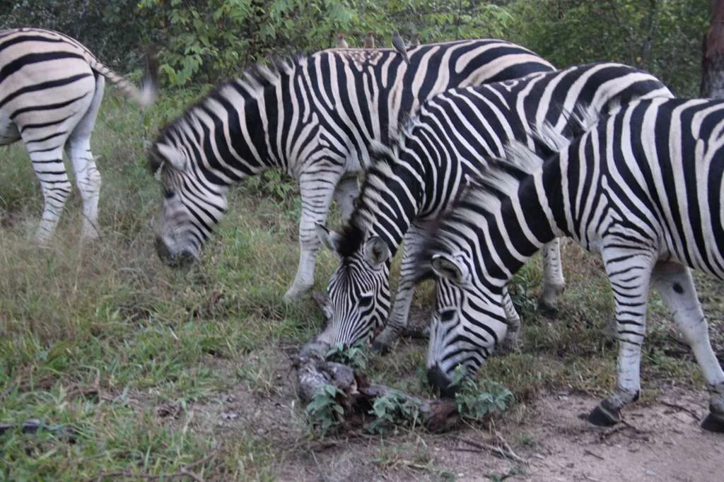 Zebras at the Waterline