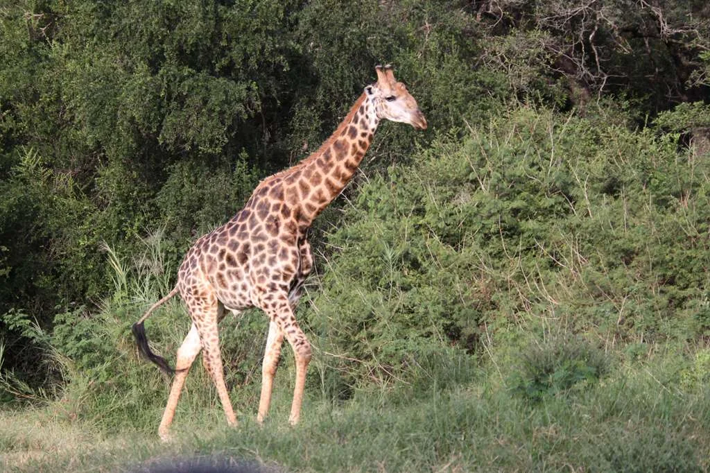Giraffe on the Move