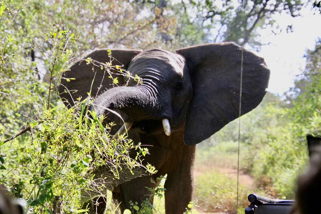 Elephant Encounter