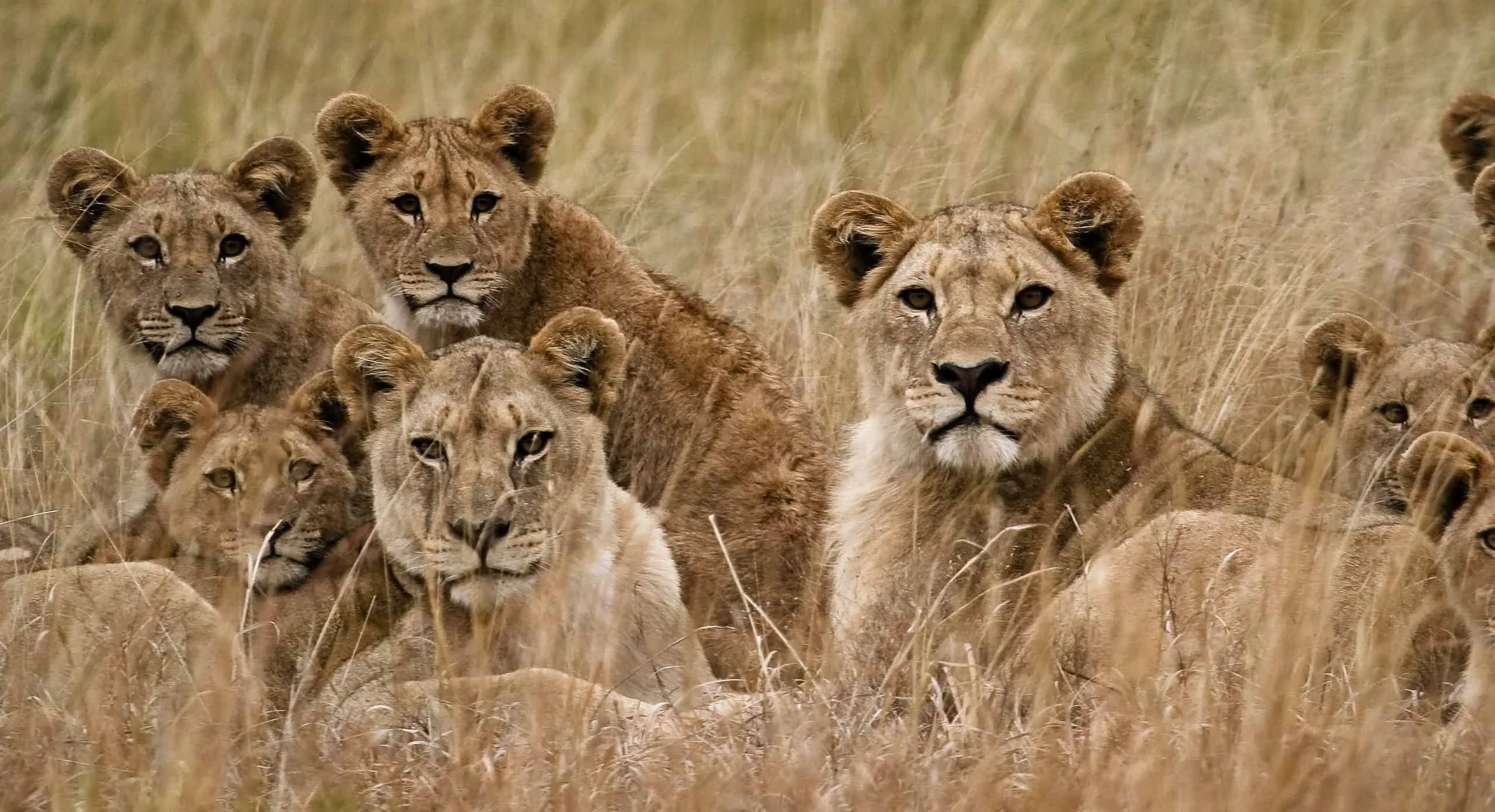 6 Days Victoria Falls - Hwange National Park