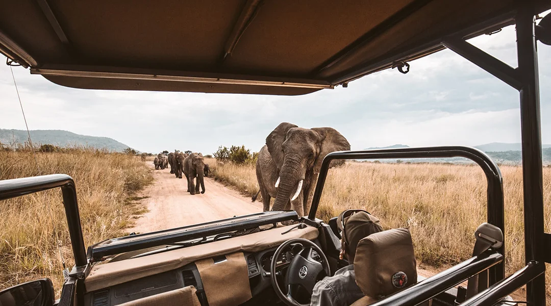 Chobe Full Day Trip
