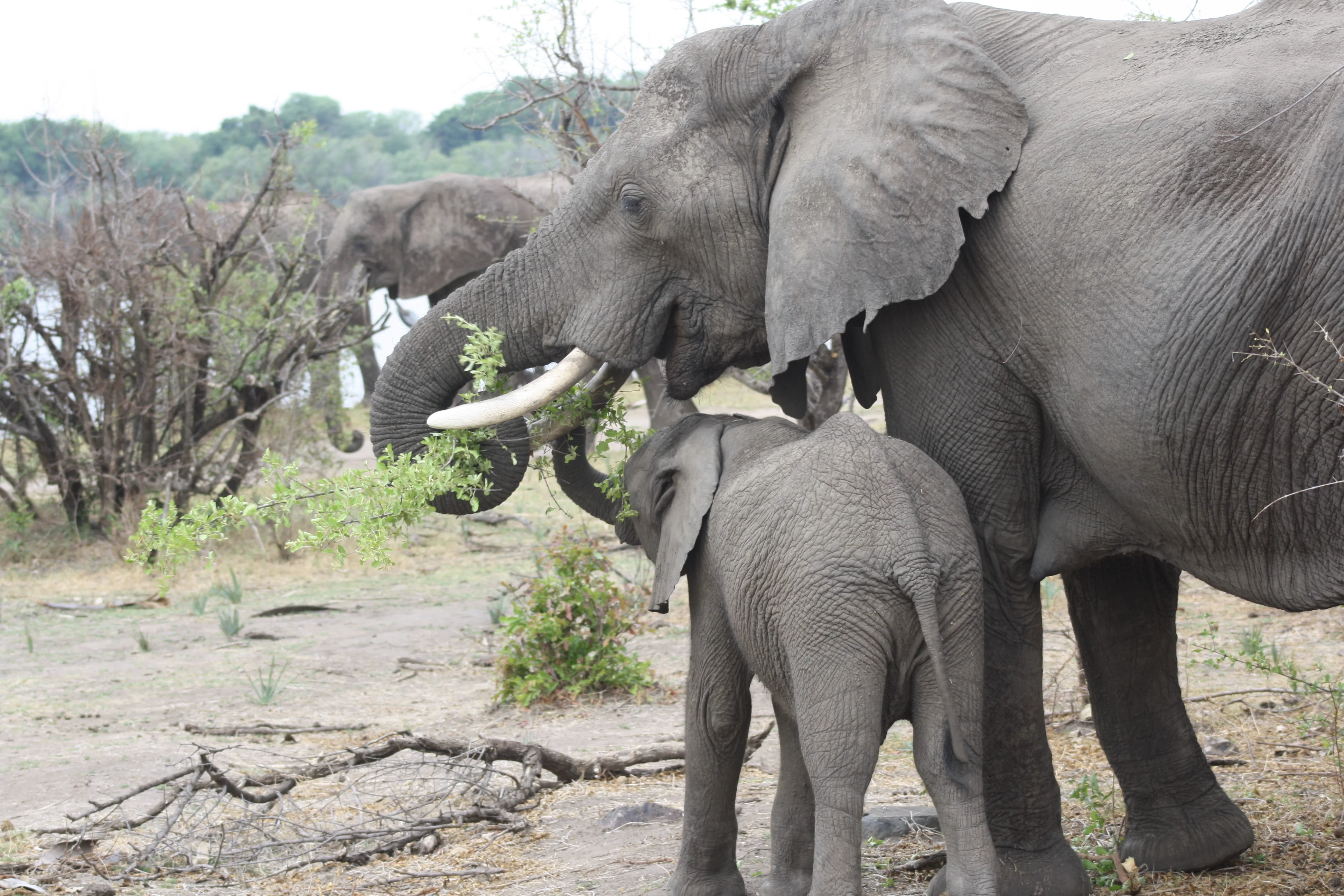 Chobe Full Day Trip